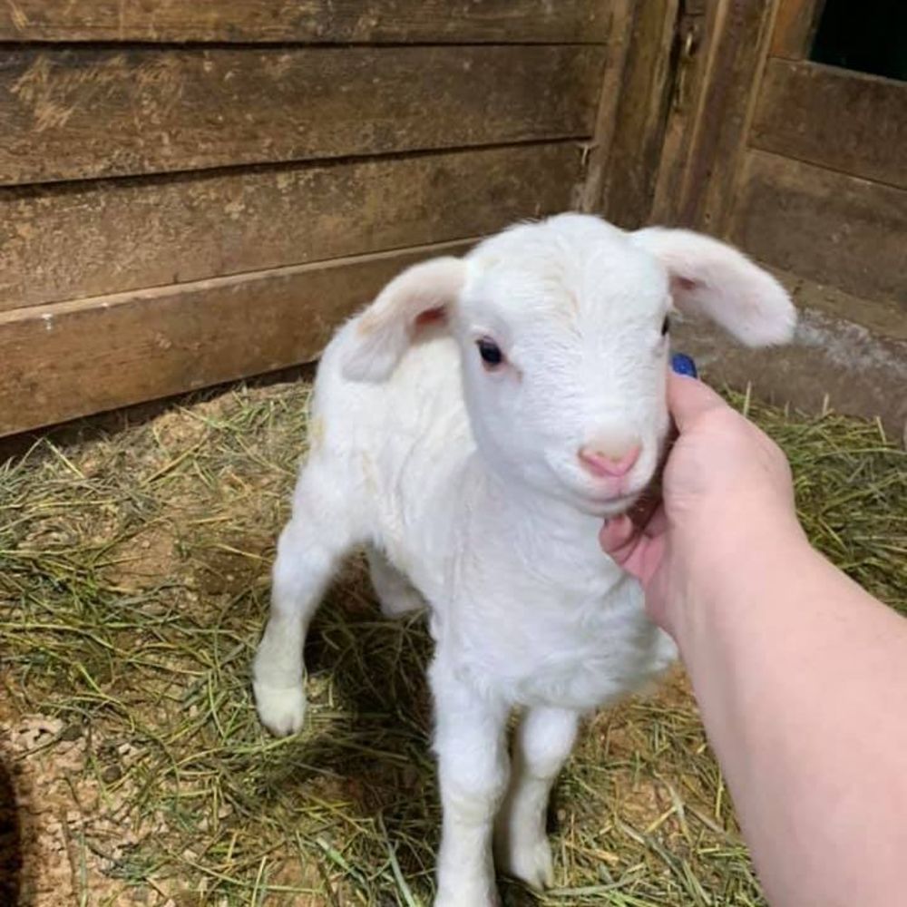 Meet your Posher, Tracy